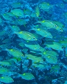 Tahiti4
