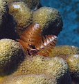 worm1