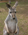 Aus3