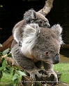 Aus7