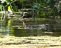 Florida5