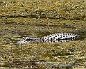 Florida8