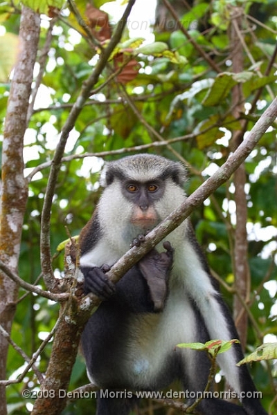 Grenada15.jpg