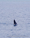 Hawaii4