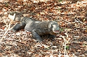 Komodo3