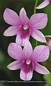Singapore5