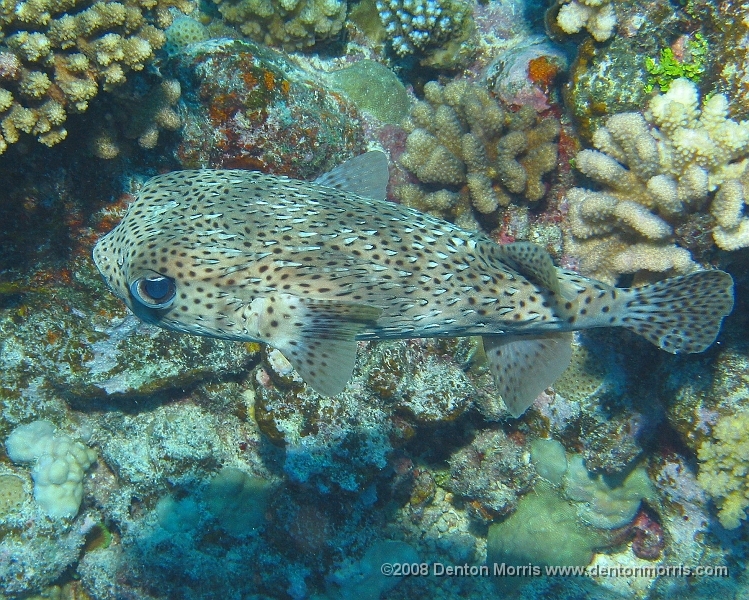 Tahiti5.JPG