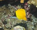 Tahiti10