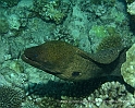 Tahiti11