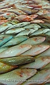 Tahiti14