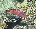 Tahiti9