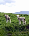 Orkney
